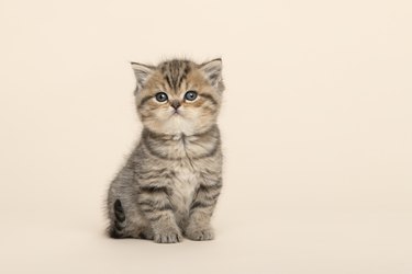 A striped kitten with blue eyes and tiny ears is sitting against a neutral background.
