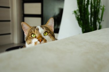 Close up of a ginger and white cat