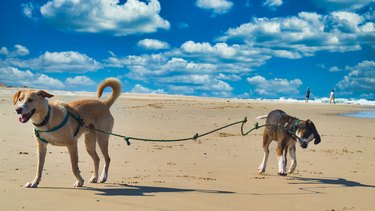 Cute dogs play on the beach
