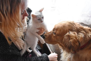 High Angle View Of Woman Sitting With Cat And Dog At Home