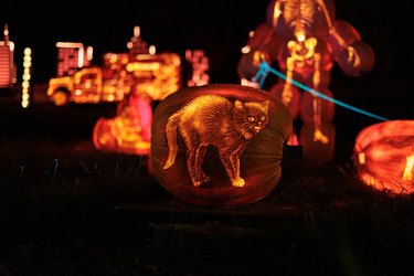 Image of cat carved on pumpkin