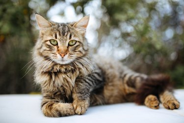 Tabby cat closeup portrait