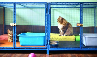 Two cats in a cat boarding facility.