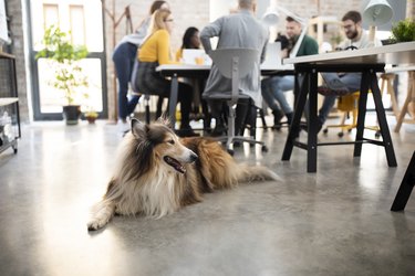 Collie laying on the floor during an office meeting