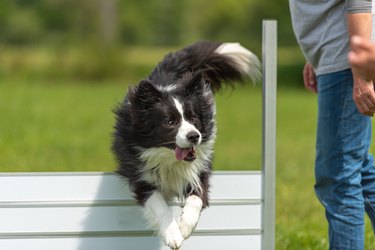 Cute Border Collie dog jumping joyfully over a hurdle