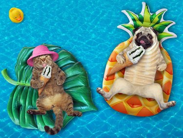 Dog pug and cat on inflatable rings 3