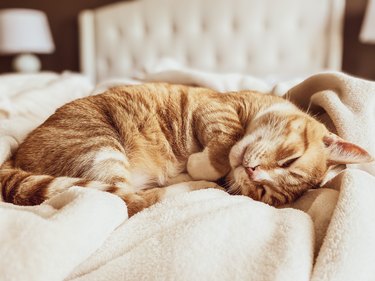 An orange cat lays on its side in bed with their eyes closed. The cat is laying on a soft blanket.