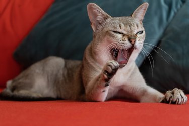 Singapura cat yawning on the red sofa.