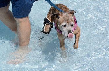 Older dog with brace in swimming pool