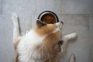 Large mixed breed dog with blue eyes having his food in stainless steel bowl on the floor