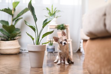 Chihuahua dog sitting on the floor near plant