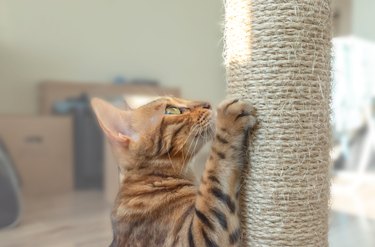 Bengal cat sharpens claws in the living room.