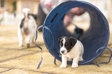Yound Jack Russell Terrier puppy dog 6 weeks old, playing and running with joy through a tunnel
