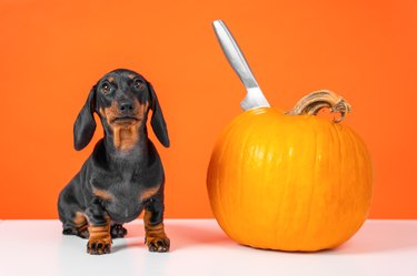 Dog sits, large pumpkin with knife stuck into it to cut out Halloween decoration