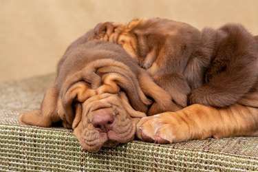 Two little brown bloodhound puppies sleep together
