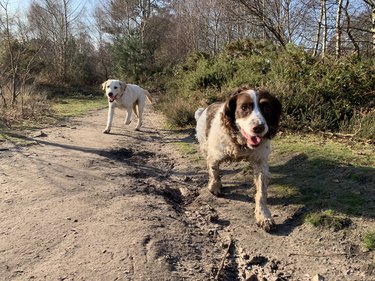 Dogs running on a dirt path in the woods