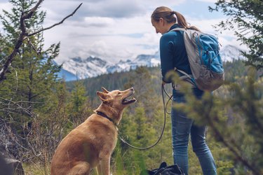 Rear View Of Woman With Dog At Grassy Field