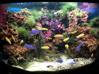 Electric Yellow Cichlids