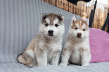 Little husky puppies playing outside