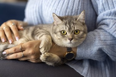 British short hair kitten, loved by its owner