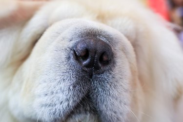 Nose of dog (chow-chow) and mustache close-up. Close up of Playful dog's nose sniffing the air.