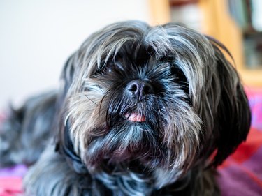 A Shorkie Dog With Tongue Out