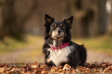 proud beautiful Australian Shepherd dog in black tri color in front of blurred forest background photographed in autumn season