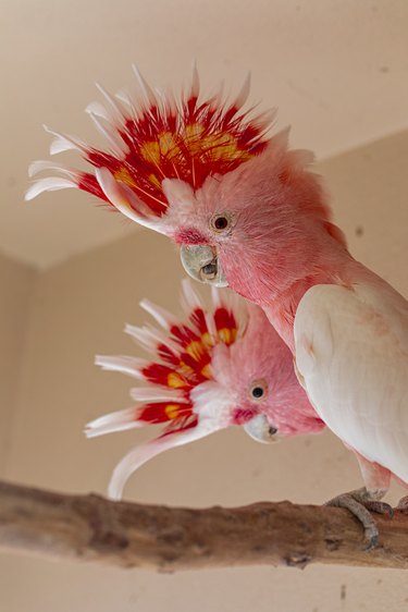 Major Mitchell's cockatoo (Lophochroa leadbeateri), also known as Leadbeater's cockatoo or the pink cockatoo