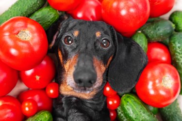 Funny dachshund dog lies covered with pile of fresh ripe tomatoes and cucumbers, top view. Creative advertising of healthy lifestyle.