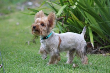 Yorkshire Terrier