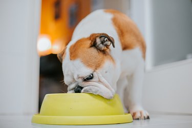 dog eating from his bowl.indoor