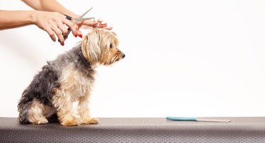 Copy space adorable Yorkshire terrier being groomed