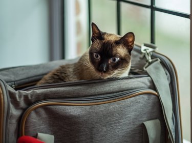 A Siamese cat looks out of a carrier