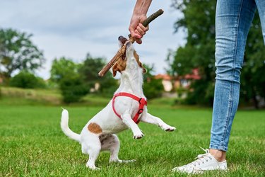 Dog gnawing on stick outside on green grass