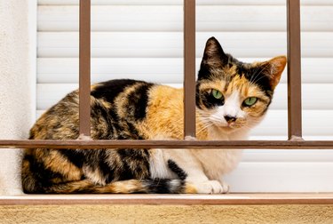 Domestic short-haired tricolor calico cat with green eyes in white, black and orange spots on fur sitting on windowsill behind security bars