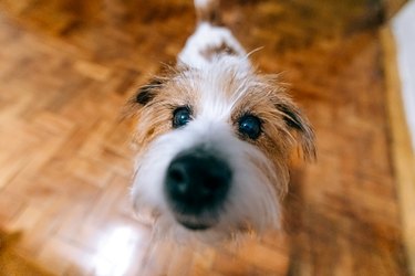 Cute dog wire-haired Jack Russell terrier looks at the camera