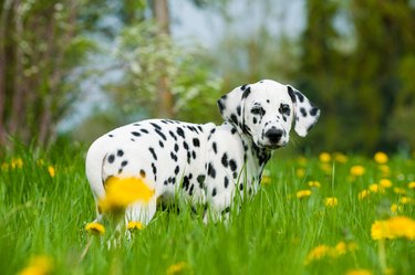 Dalmatian puppy