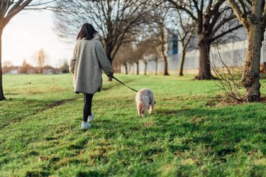 Rear view of young woman walking her dog in the park on a sunny day