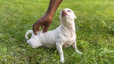 Petting a chihuahua in the grass stock photo