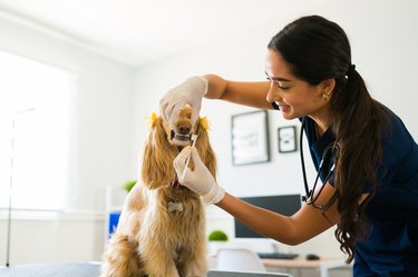 Hispanic vet brushing the teeth of a small dog at the animal hospital