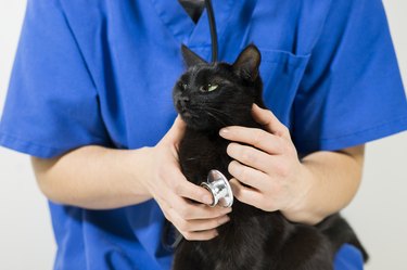 Pet Health Care