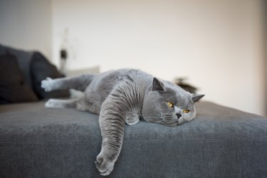 British Short Hair cat stretching on sofa with leg hanging out