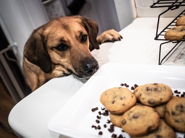 A dog looking at milk chocolate chip cookies on a table