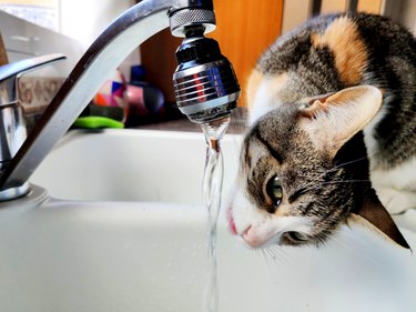 Cat drinking at home faucet