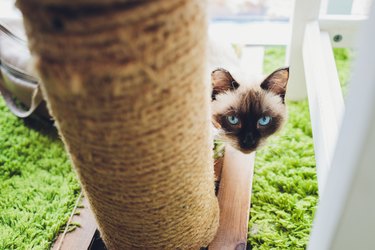 Portrait of a small Sacred Burmese cat.