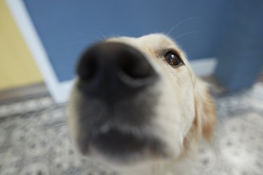 Cute dog shot from POV / selfie angle