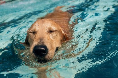young golden retriever puppy swimming in a pool