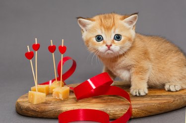 Little kitty and  cheese