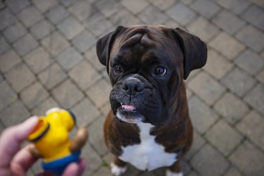 hand giving toy to a dog, dog eagerly waiting to play looking up waiting