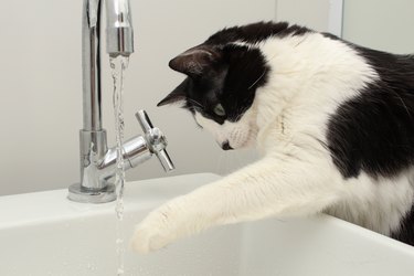 Cat life. Beautiful black and white cat playing with the water in the sink